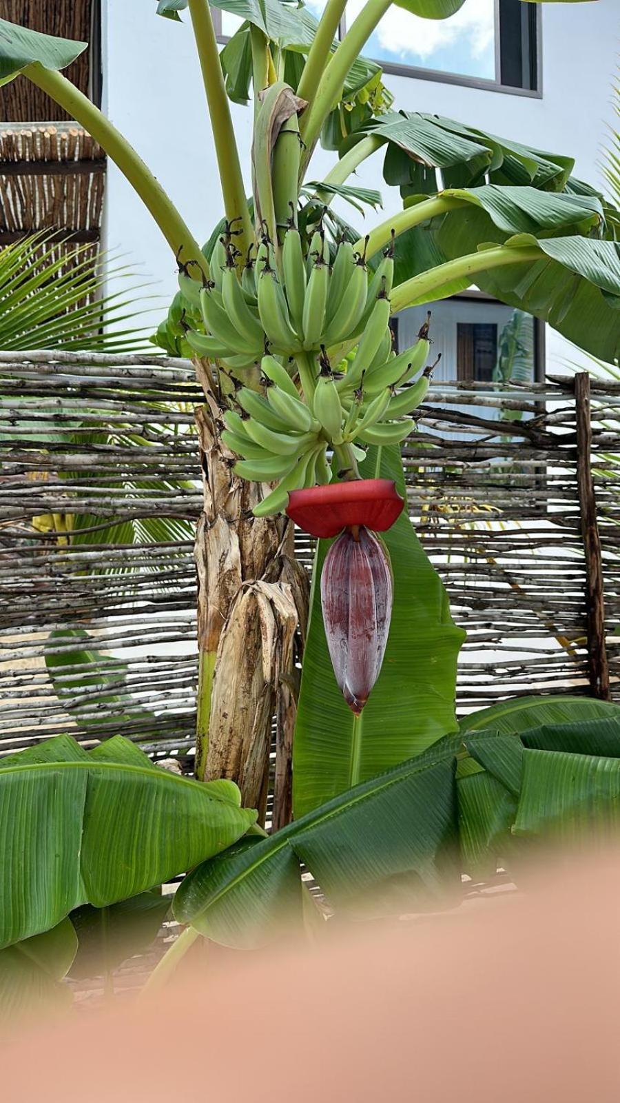 Maracuja Villa Zanzibar Бвейю Екстер'єр фото